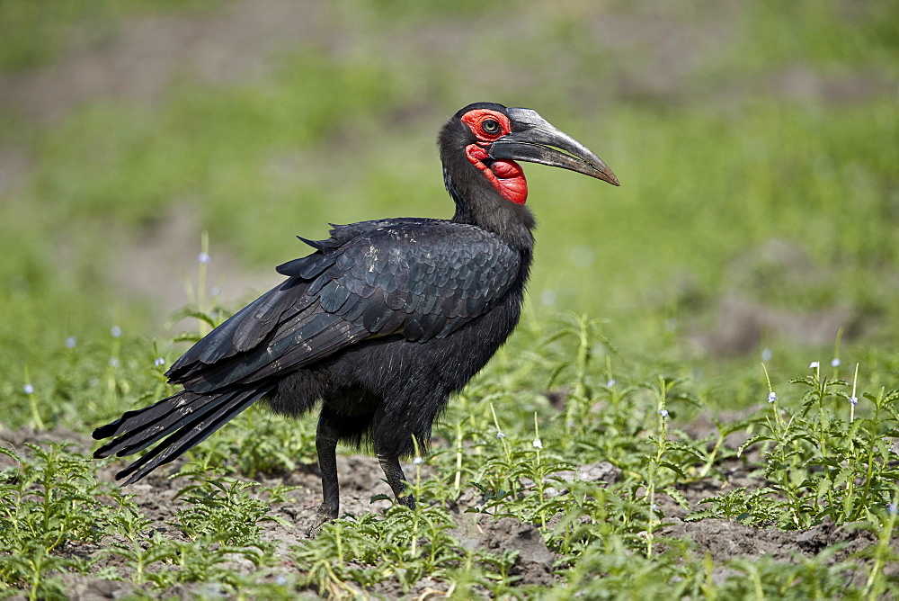 Southern ground-hornbill (ground hornbill) (Bucorvus leadbeateri), Selous Game Reserve, Tanzania, East Africa, Africa