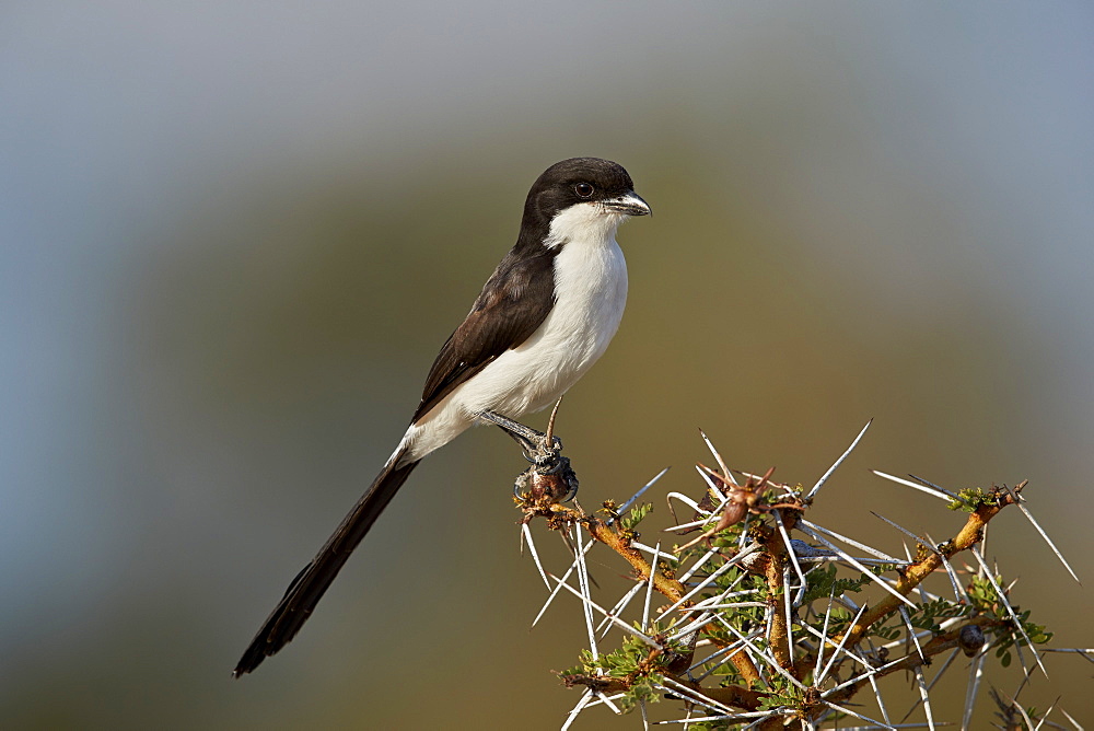 Long-tailed fiscal (Lanius cabanisi), Selous Game Reserve, Tanzania, East Africa, Africa