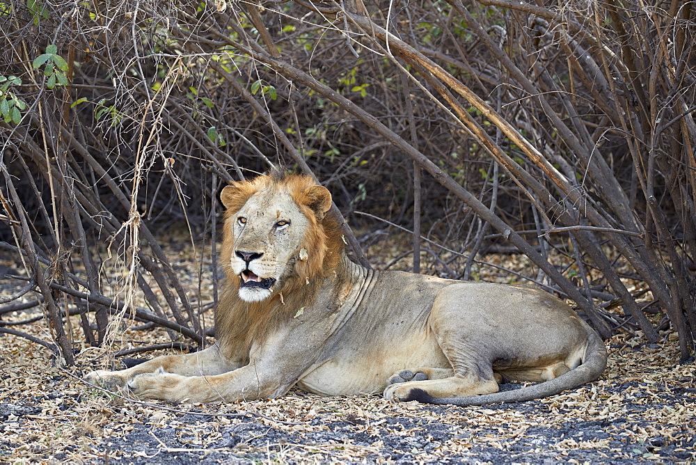 Lion (Panthera leo), Selous Game Reserve, Tanzania, East Africa, Africa