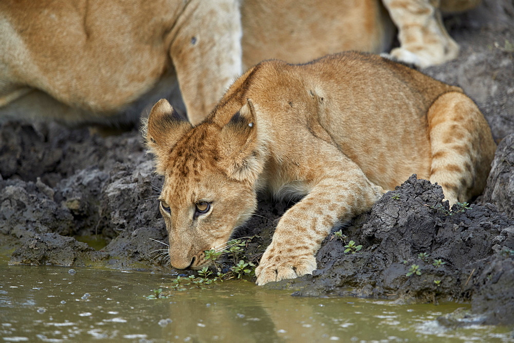 Lion (Panthera leo) cub drinking, Selous Game Reserve, Tanzania, East Africa, Africa