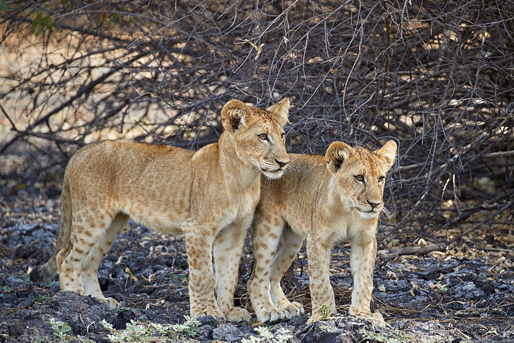 Two lion (Panthera leo) cubs, Selous Game Reserve, Tanzania, East Africa, Africa