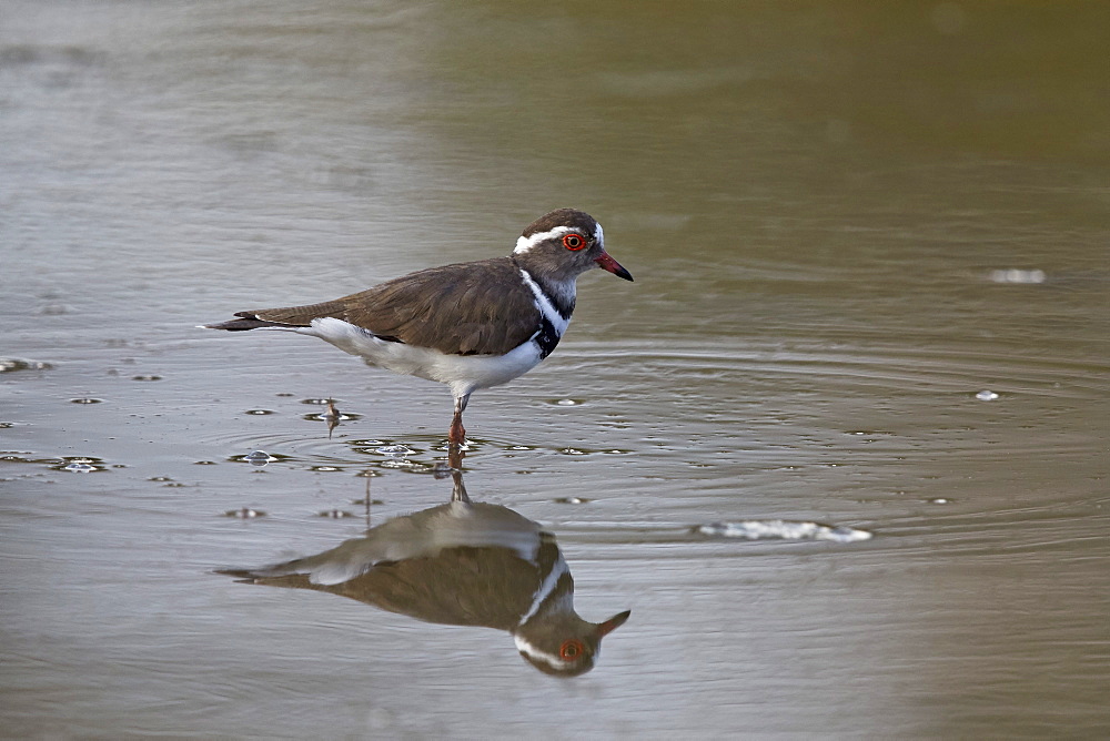 Three-banded plover (Charadrius tricollaris), Selous Game Reserve, Tanzania, East Africa, Africa