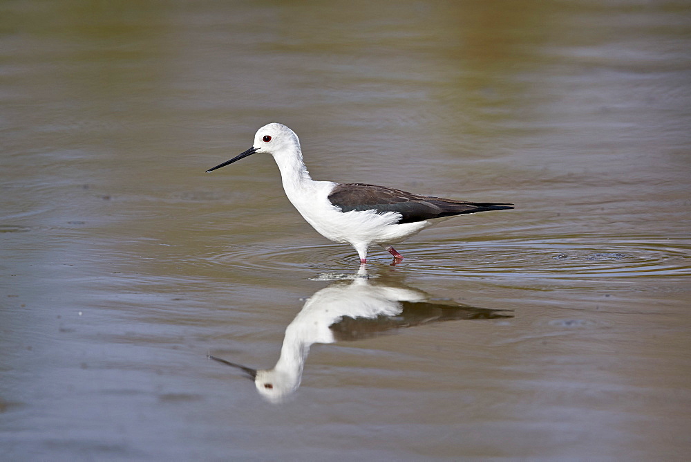 Black-winged stilt (Himantopus himantopus), Selous Game Reserve, Tanzania, East Africa, Africa