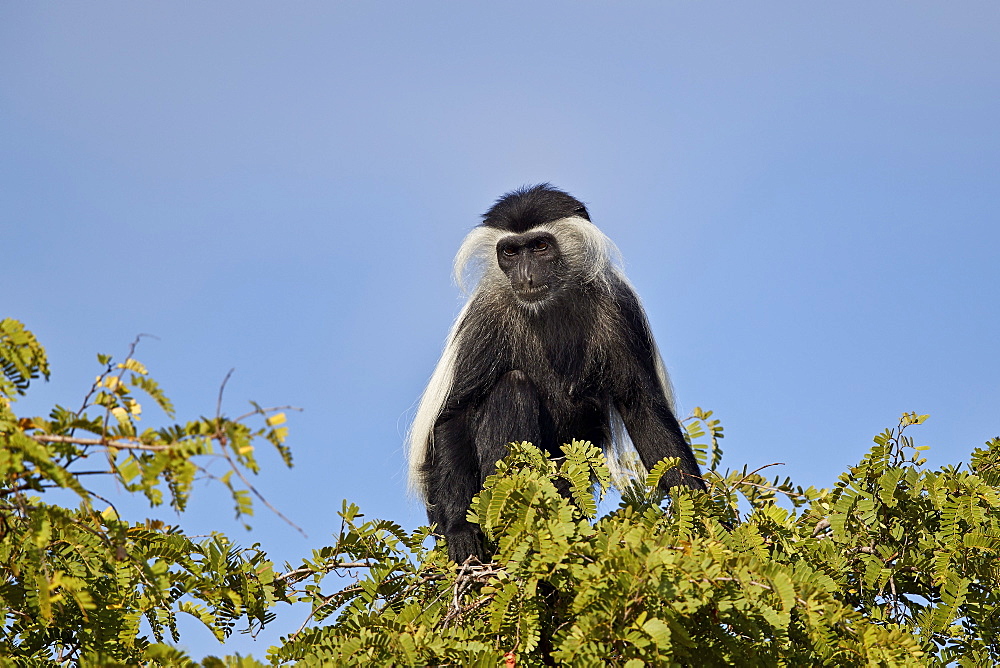 Angola colobus (Angolan black-and-white colobus) (Angolan colobus) (Colobus angolensis), Selous Game Reserve, Tanzania, East Africa, Africa