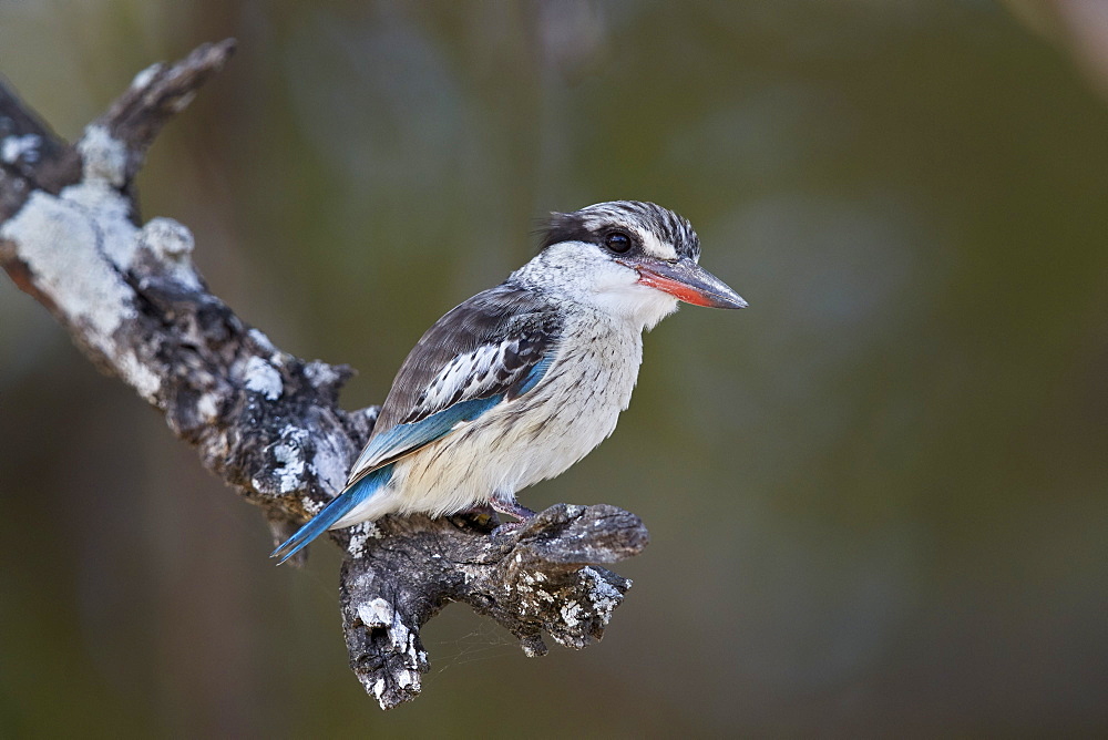 Striped kingfisher (Halcyon chelicuti), male, Selous Game Reserve, Tanzania, East Africa, Africa