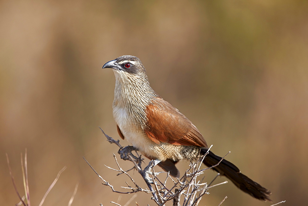 White-browed coucal (Centropus superciliosus), Selous Game Reserve, Tanzania, East Africa, Africa