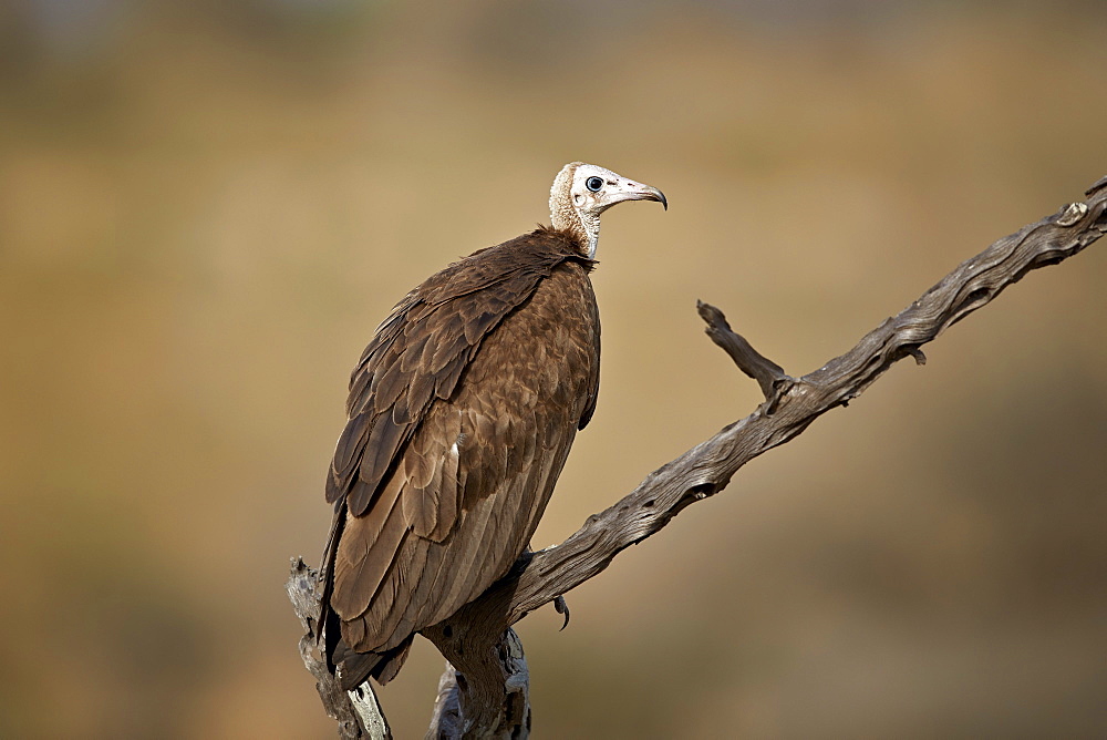 Hooded vulture (Necrosyrtes monachus), Selous Game Reserve, Tanzania, East Africa, Africa