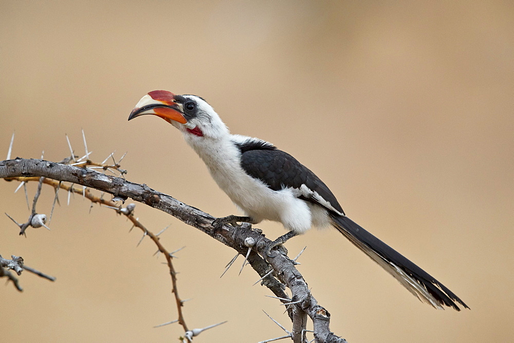 Von Der Decken's hornbill (Tockus deckeni), male, Selous Game Reserve, Tanzania, East Africa, Africa