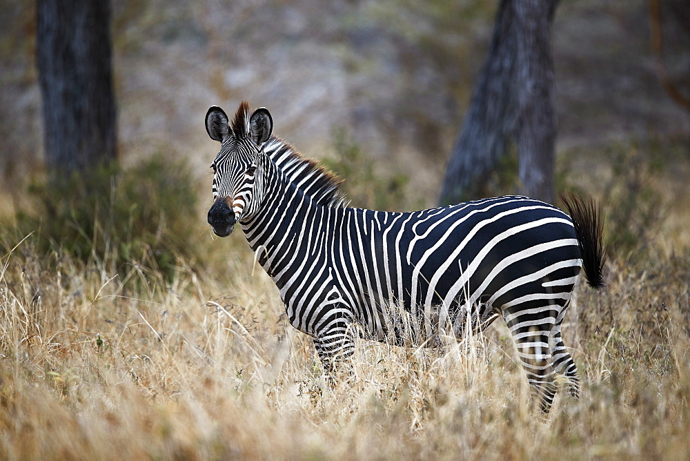 Ccommon zebra (plains zebra) (Burchell's zebra) (Equus burchelli), Selous Game Reserve, Tanzania, East Africa, Africa