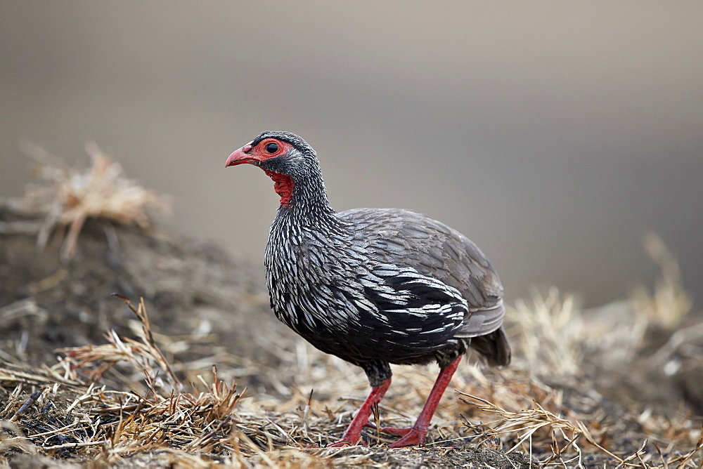 Red-necked spurfowl (red-necked francolin) (Francolinus afer) (Pternistes afer), Mikumi National Park, Tanzania, East Africa, Africa