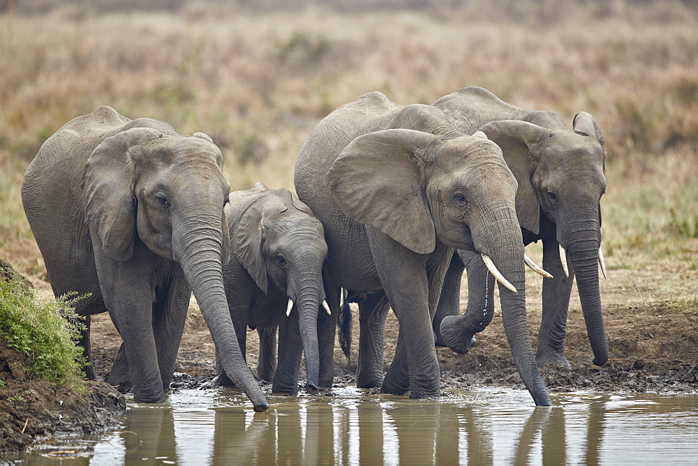 African elephant (Loxodonta africana) drinking, Mikumi National Park, Tanzania, East Africa, Africa