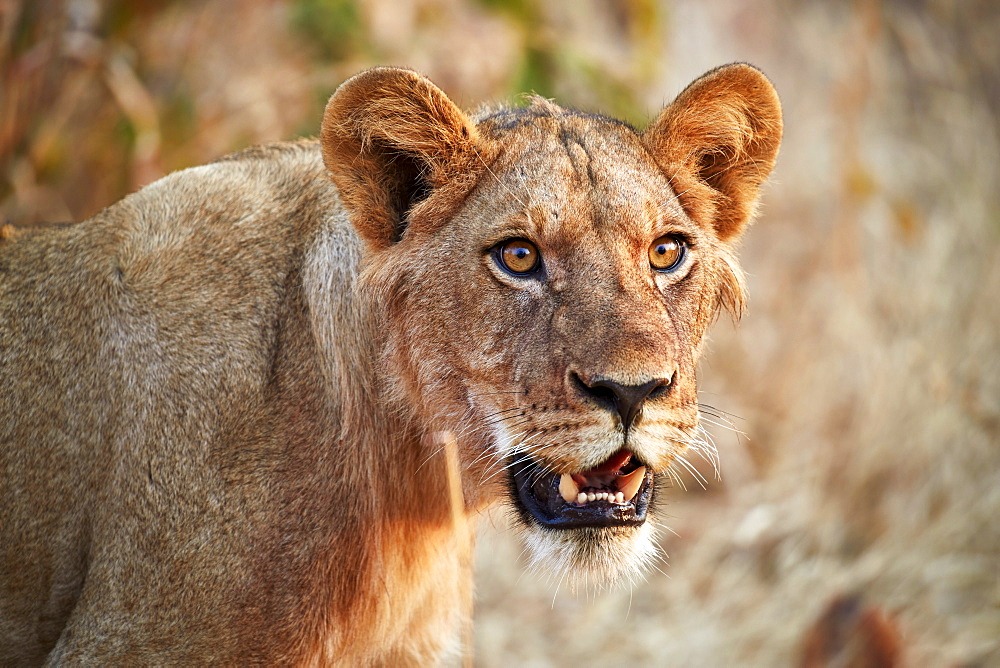 Lion (Panthera leo), young male, Ruaha National Park, Tanzania, East Africa, Africa