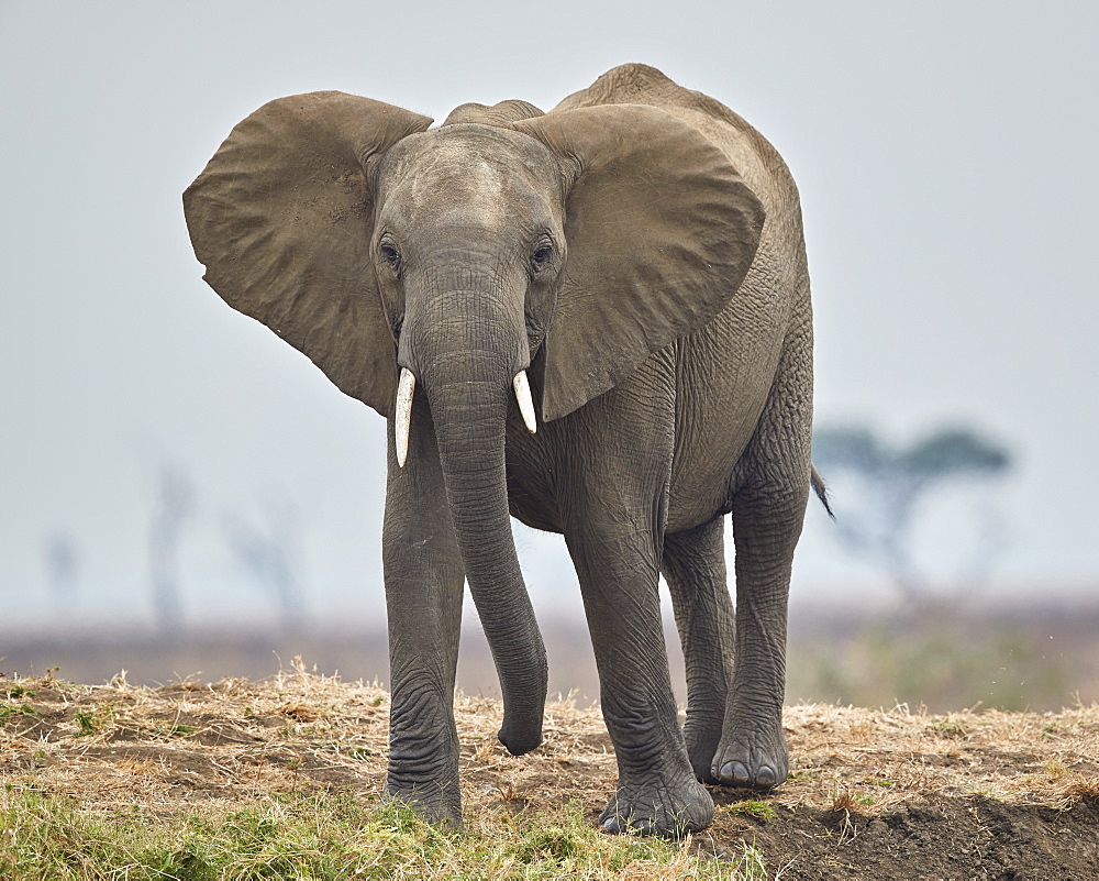 African elephant (Loxodonta africana), Mikumi National Park, Tanzania, East Africa, Africa