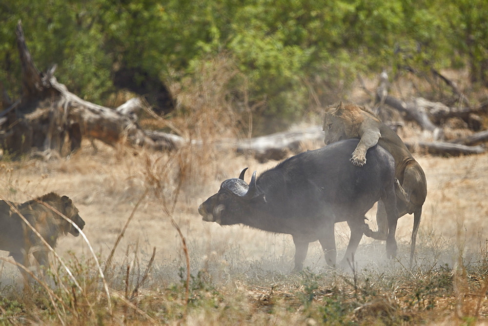 Two male lion (Panthera leo) attacking a Cape Buffalo (African Buffalo) (Syncerus caffer), Ruaha National Park, Tanzania, East Africa, Africa