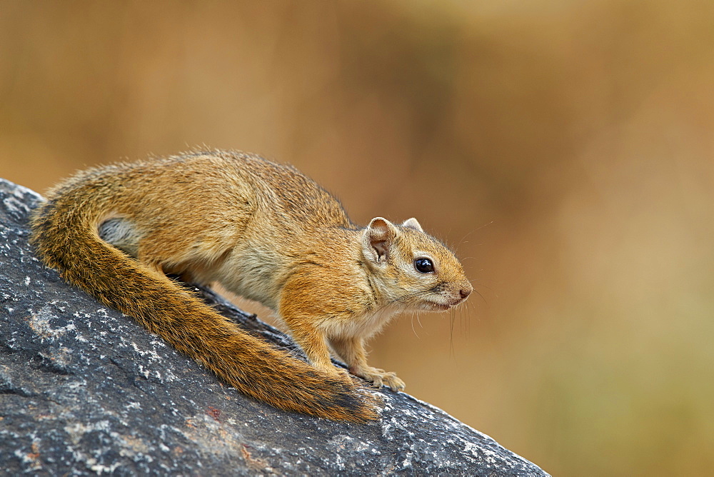 Tree Squirrel (Smith's bush squirrel) (yellow-footed squirrel) (Paraxerus cepapi), Ruaha National Park, Tanzania, East Africa, Africa