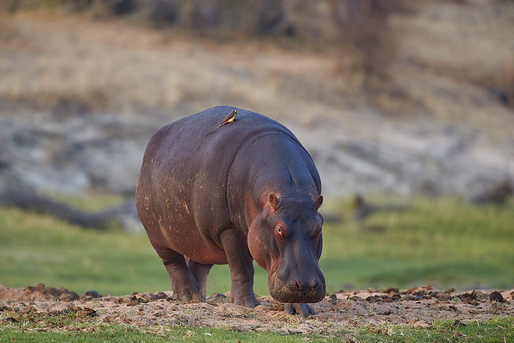 Hippopotamus (Hippopotamus amphibius), Ruaha National Park, Tanzania, East Africa, Africa