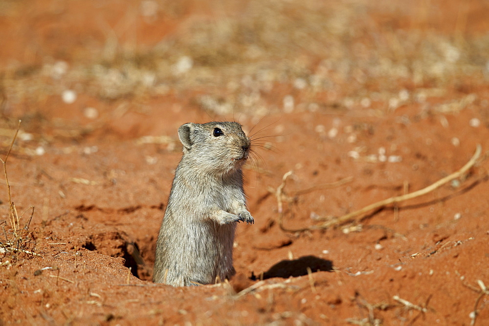 Brant's whistling rat (Parotomys brantsii), Kgalagadi Transfrontier Park, South Africa, Africa