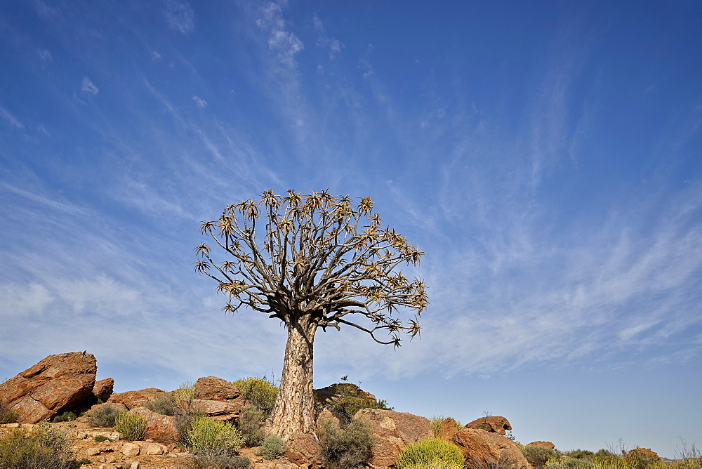 Quiver Tree (Kokerboom) (Aloe dichotoma), Namakwa, Namaqualand, South Africa, Africa