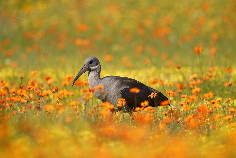 Hadeda Ibis (Bostrychia hagedash) among wildflowers, Namaqua National Park, Namakwa, Namaqualand, South Africa, Africa