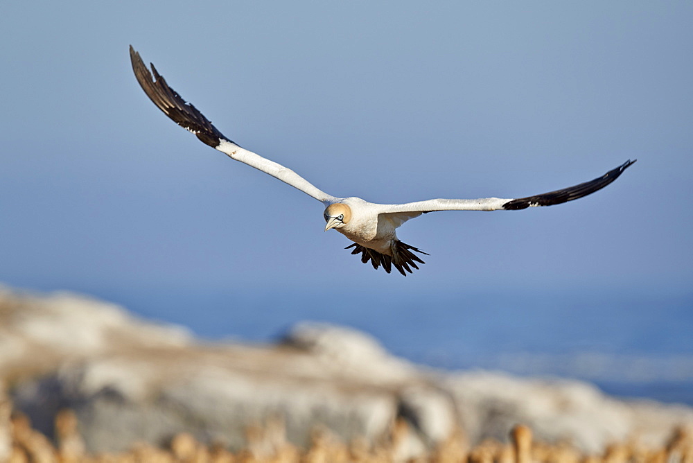 Cape Gannet (Morus capensis) in flight, Bird Island, Lambert's Bay, South Africa, Africa