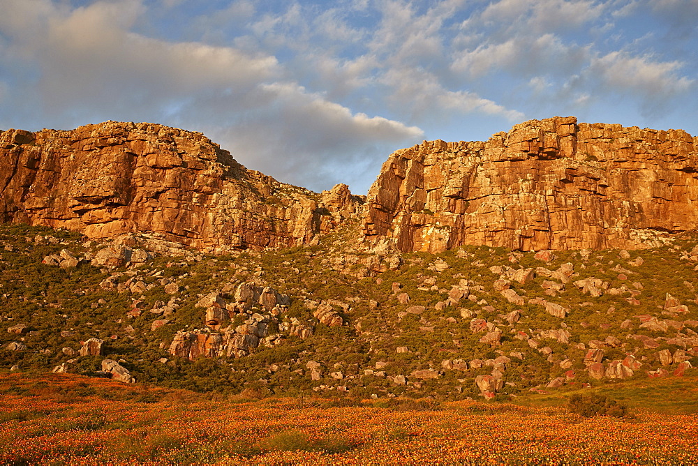 Field of African daisy (gousblom) (Arctotis hirsuta) and Bittergousblom (Arctotis fastuosa), Elands Bay, South Africa, Africa