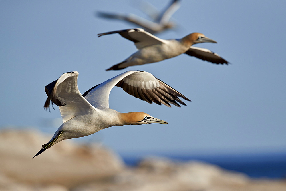 Cape gannet (Morus capensis) in flight, Bird Island, Lambert's Bay, South Africa, Africa