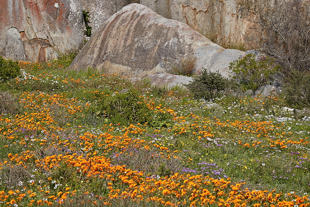 Orange, purple, white and yellow wildflowers, West Coast National Park, South Africa, Africa