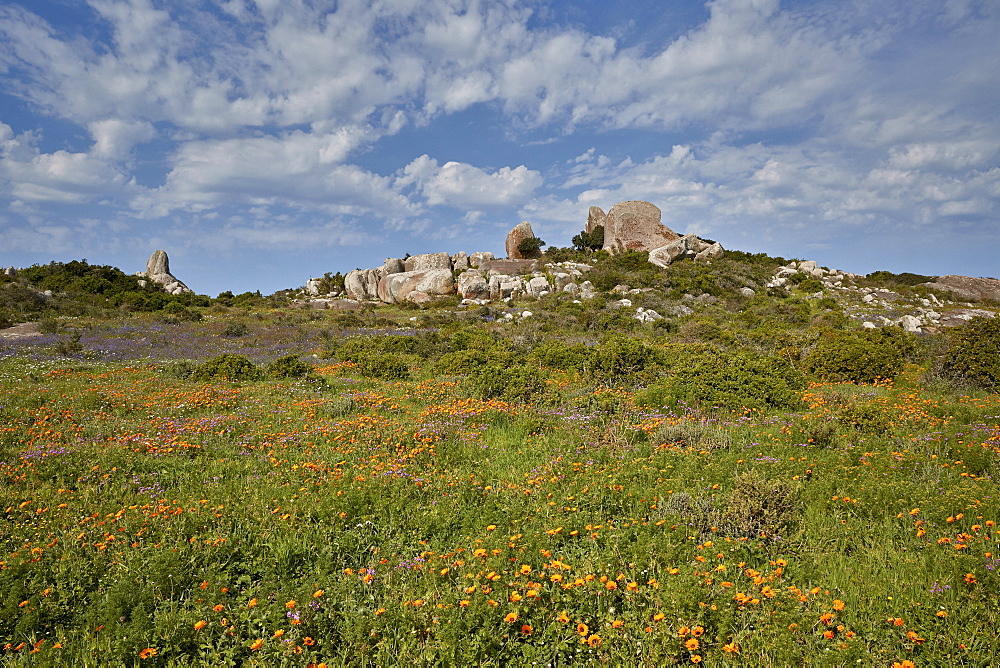 Orange and purple wildflowers, West Coast National Park, South Africa, Africa