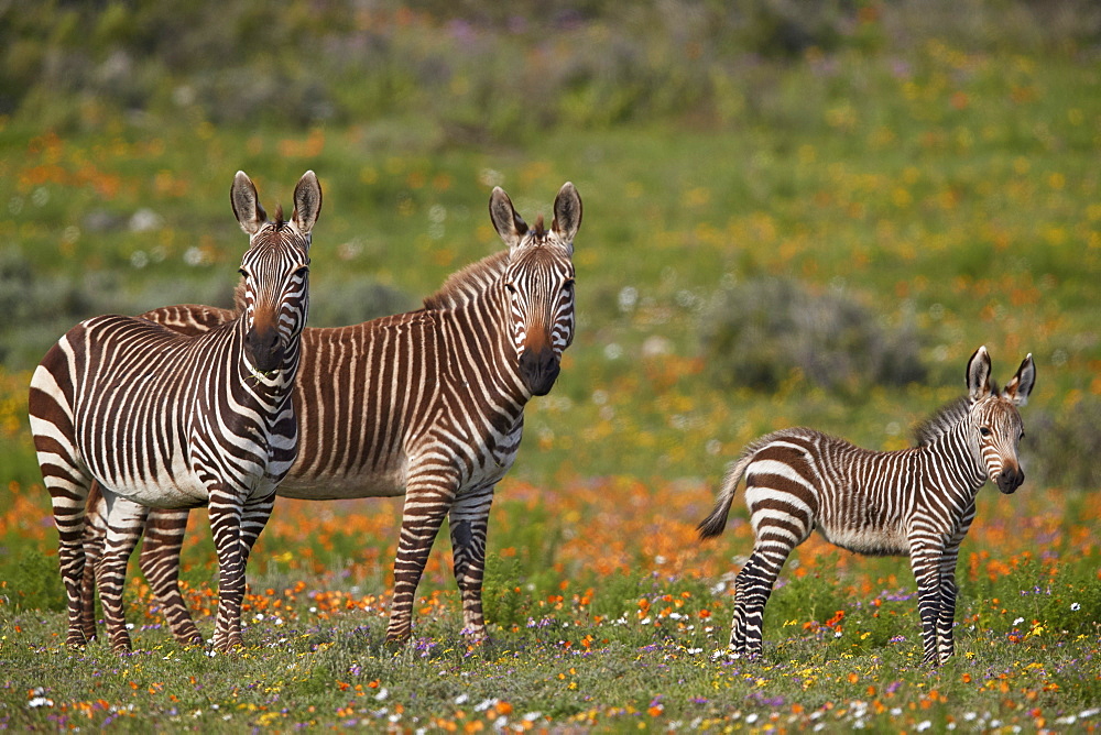 Cape mountain zebra (Equus zebra zebra) among wildflowers, West Coast National Park, South Africa, Africa