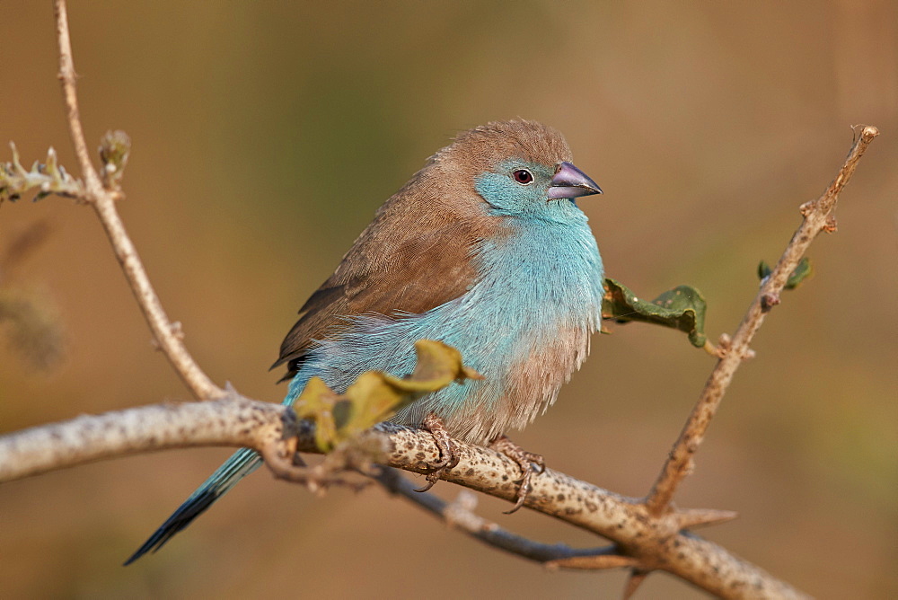 Blue waxbill (Uraeginthus angolensis), Kruger National Park, South Africa, Africa