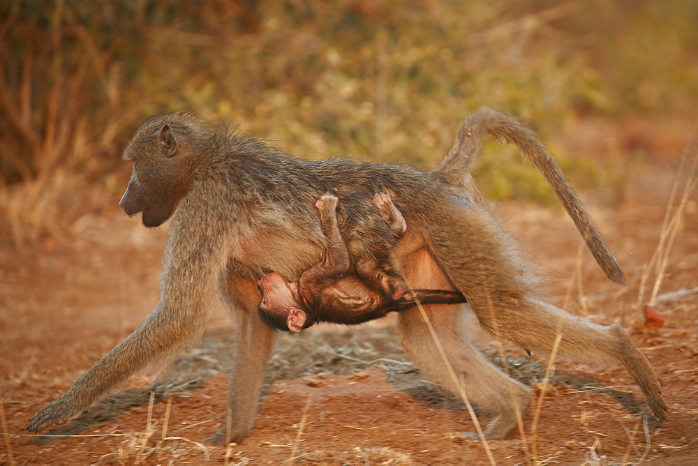 Chacma Baboon (Papio ursinus) infant riding on its mother and nursing, Kruger National Park, South Africa, Africa