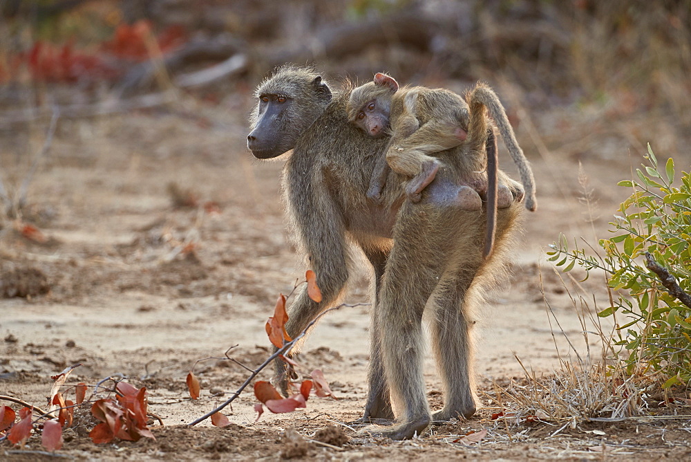 Chacma Baboon (Papio ursinus) infant riding its mother, Kruger National Park, South Africa, Africa