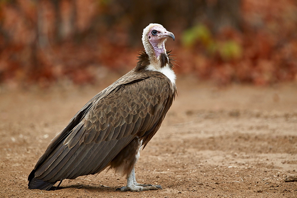 Hooded vulture (Necrosyrtes monachus), Kruger National Park, South Africa, Africa