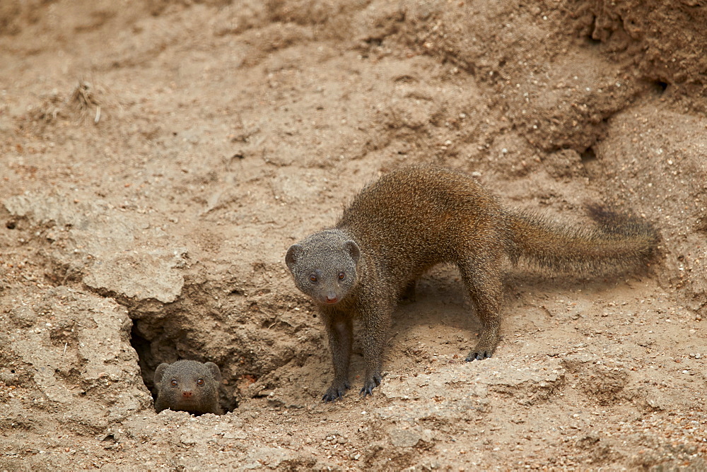 Dwarf Mongoose (Helogale parvula), two at burrow, Kruger National Park, South Africa, Africa