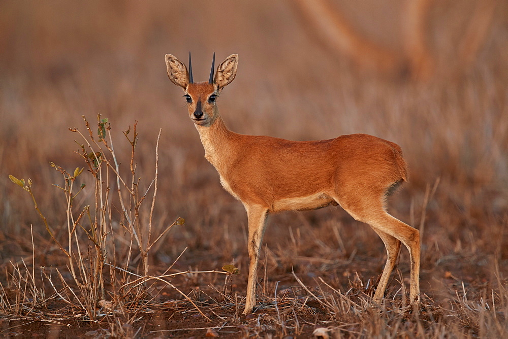 Steenbok (Raphicerus campestris) buck, Kruger National Park, South Africa, Africa