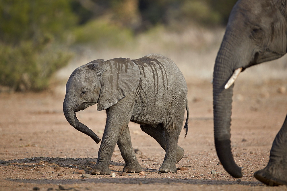 African elephant (Loxodonta africana) baby, Kruger National Park, South Africa, Africa