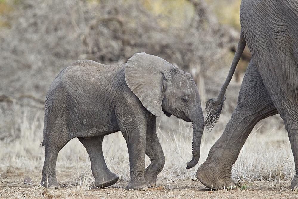 African elephant (Loxodonta africana) baby, Kruger National Park, South Africa, Africa