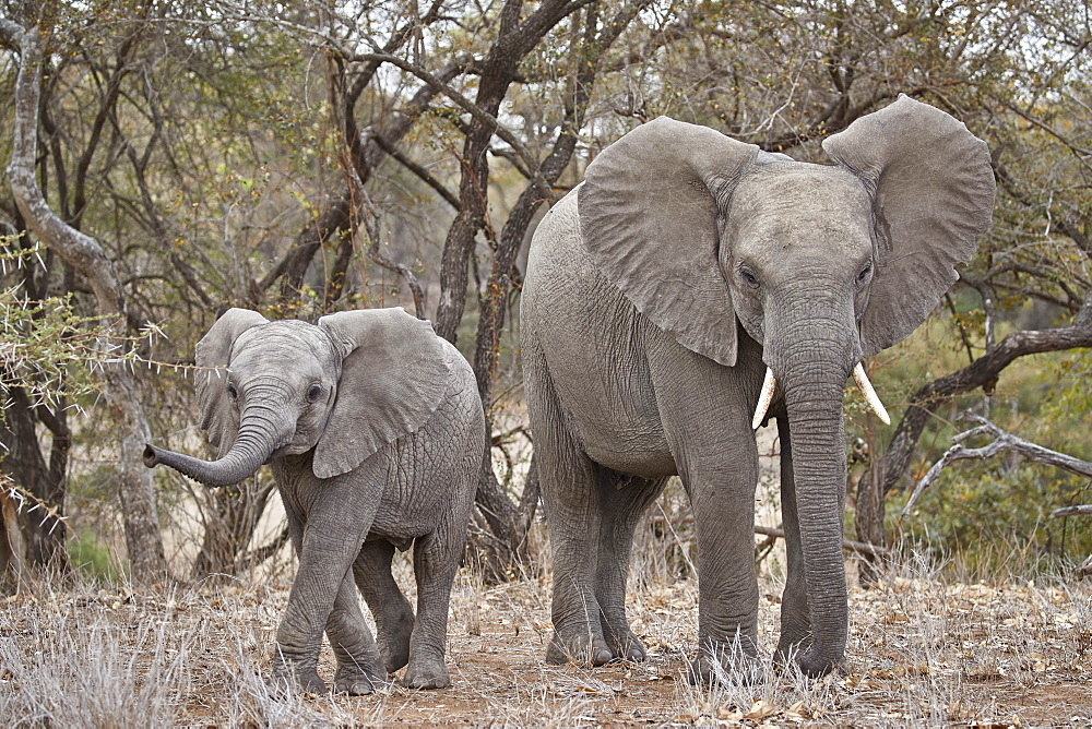 African elephant (Loxodonta africana) adult and juvenile, Kruger National Park, South Africa, Africa