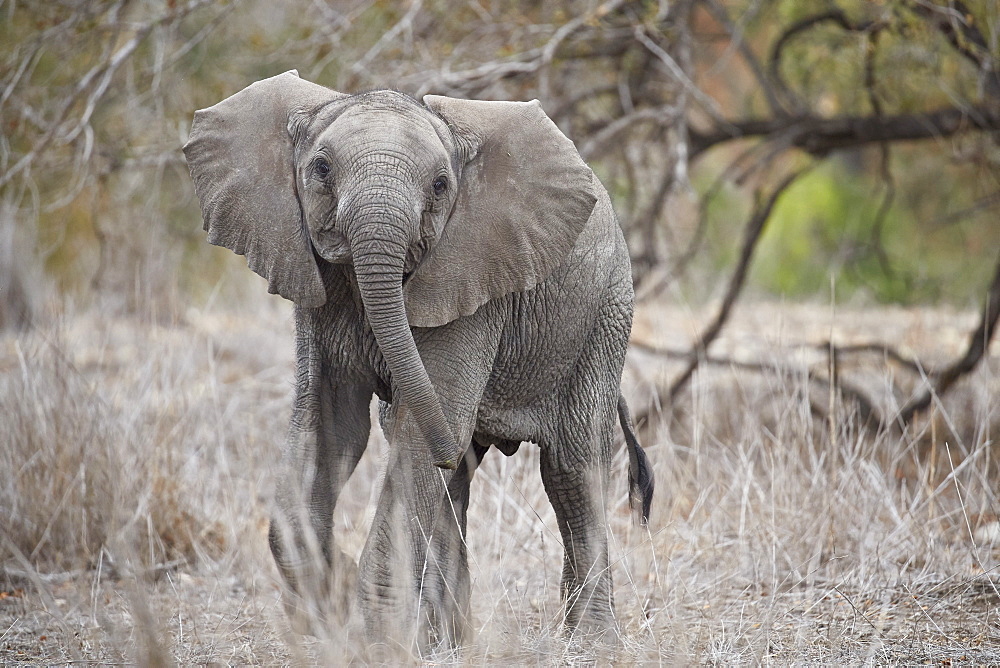 African elephant (Loxodonta africana) juvenile, Kruger National Park, South Africa, Africa