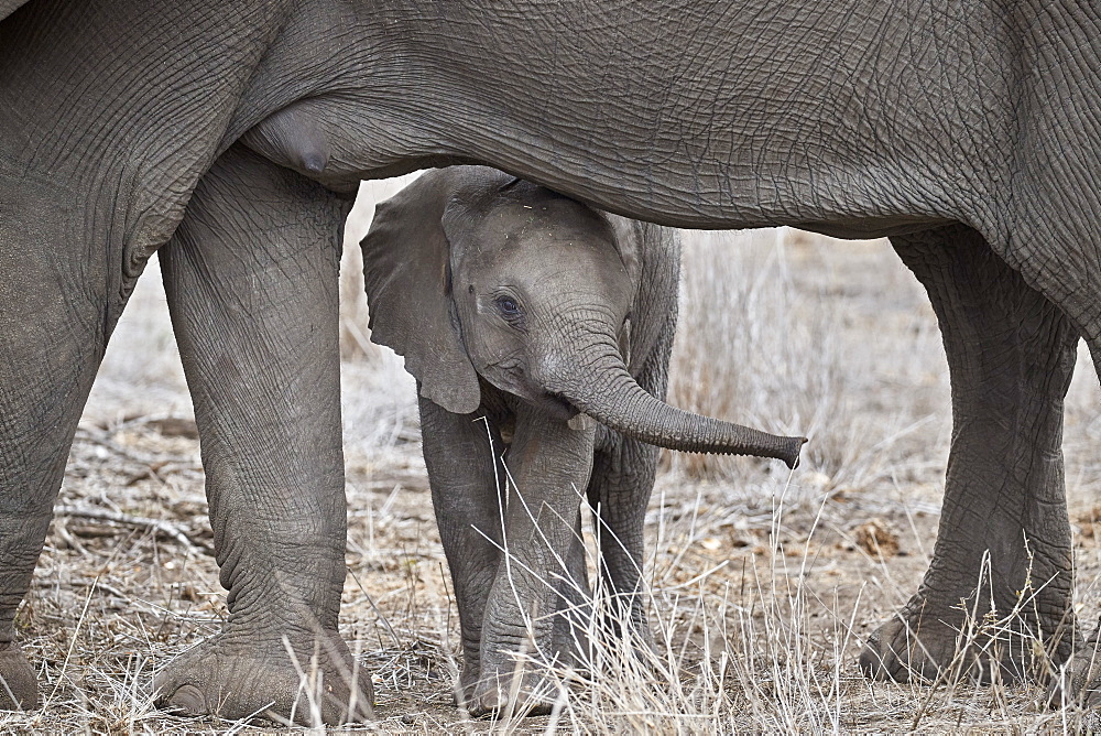 African elephant (Loxodonta africana) juvenile, Kruger National Park, South Africa, Africa