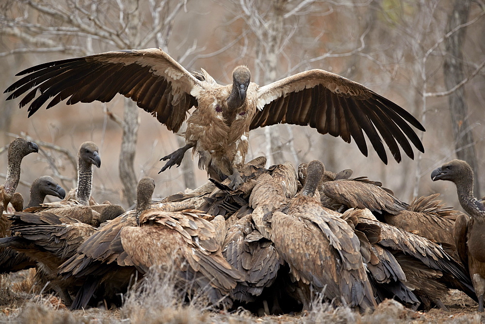 African white-backed vulture (Gyps africanus) fighting at a carcass, Kruger National Park, South Africa, Africa