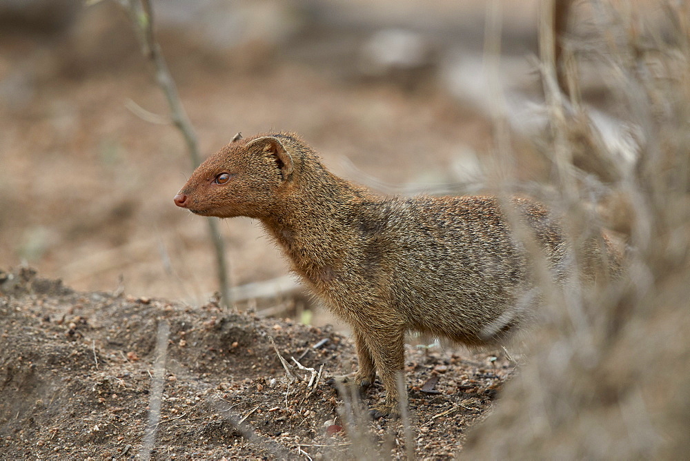 Slender mongoose (Galerella sanguinea), Kruger National Park, South Africa, Africa