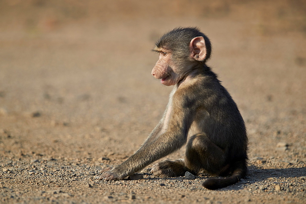 Chacma baboon (Papio ursinus) juvenile, Kruger National Park, South Africa, Africa