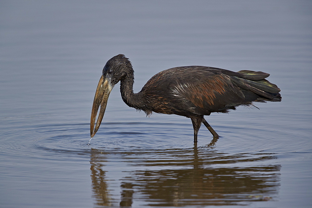 African open-billed stork (African openbill) (Anastomus lamelligerus), Kruger National Park, South Africa, Africa