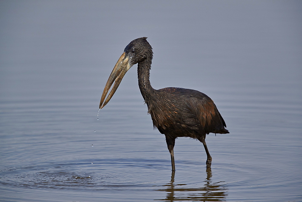 African open-billed stork (African openbill) (Anastomus lamelligerus), Kruger National Park, South Africa, Africa