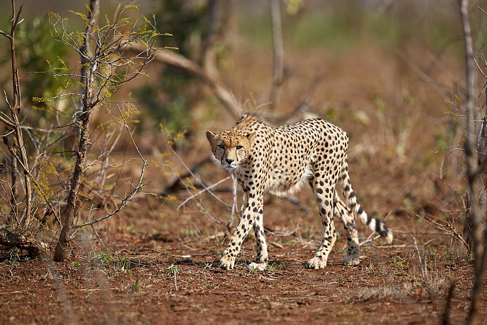 Cheetah (Acinonyx jubatus), Kruger National Park, South Africa, Africa