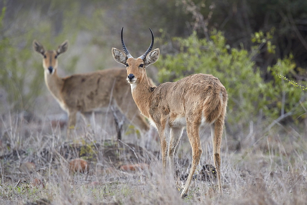 Common (Southern) reedbuck (Redunca arundinum) pair, Kruger National Park, South Africa, Africa