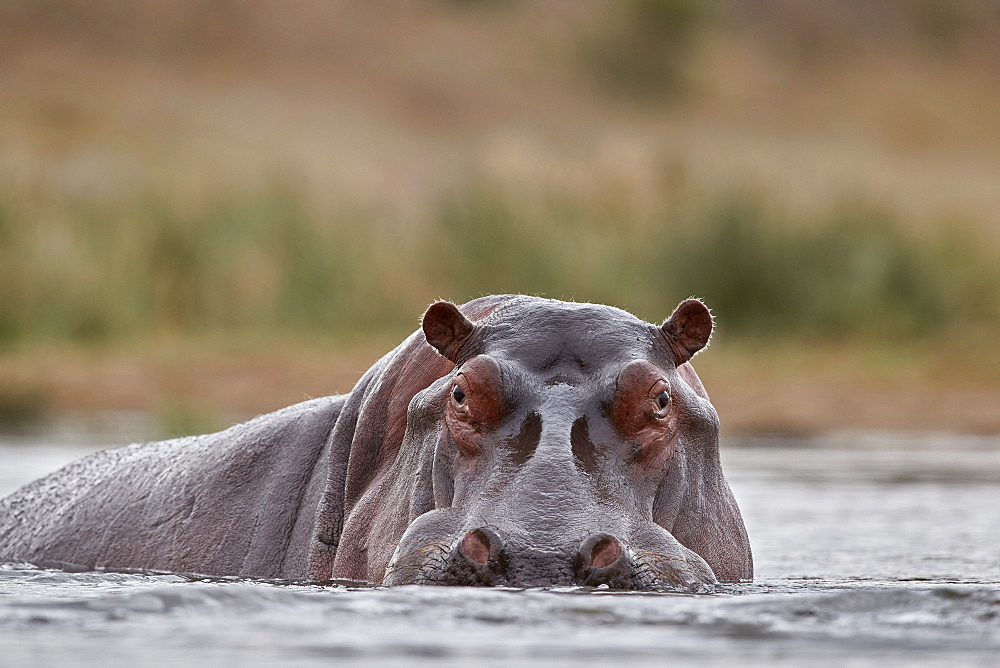 Hippopotamus (Hippopotamus amphibius), Kruger National Park, South Africa, Africa