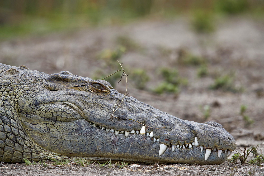 Nile crocodile (Crocodylus niloticus), Kruger National Park, South Africa, Africa