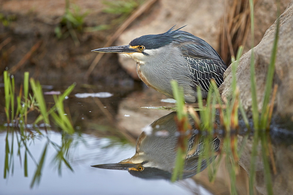 Green-backed heron (striated heron) (Butorides striatus), Kruger National Park, South Africa, Africa